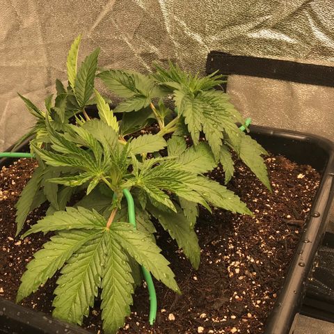  Bubba Kush 2.5 growlog photo: Starting LST