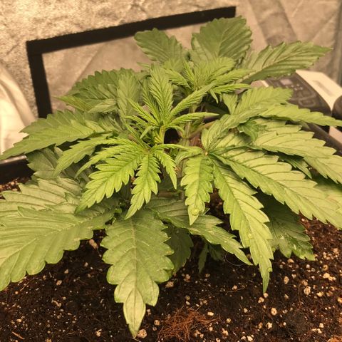 GrapeGod growlog timeline photo