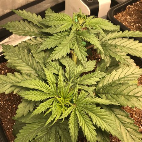 GrapeGod growlog timeline photo