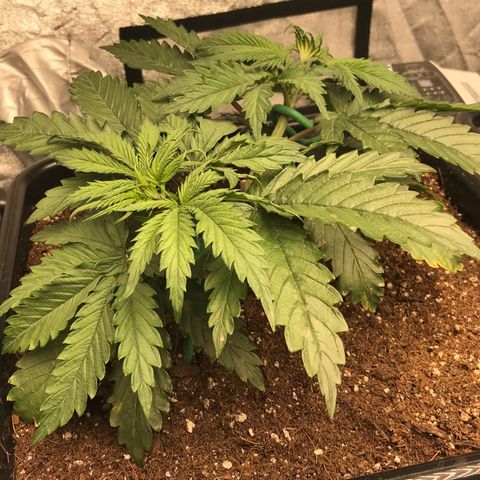 GrapeGod growlog timeline photo