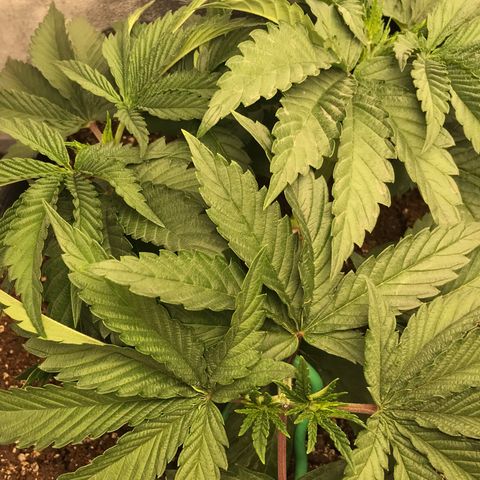  Bubba Kush 2.5 growlog timeline photo