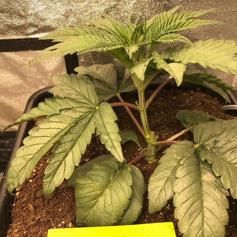  Bubba Kush 2.5 growlog timeline photo