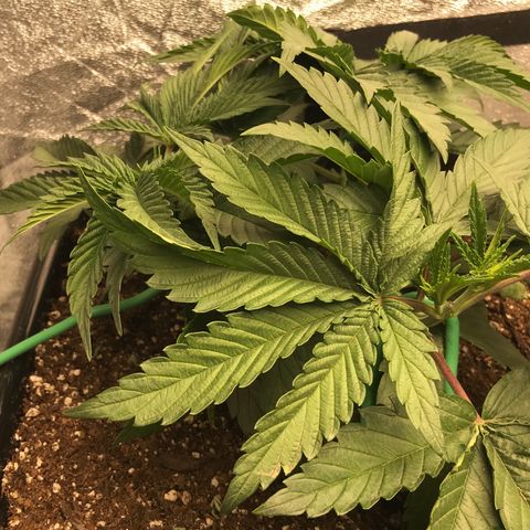  Bubba Kush 2.5 growlog timeline photo