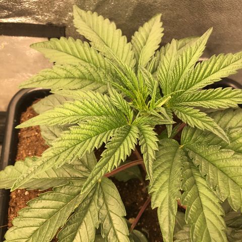  Bubba Kush 2.5 growlog timeline photo