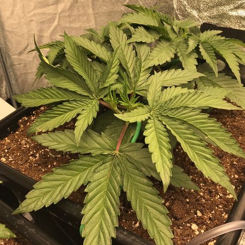  Bubba Kush 2.5 growlog timeline photo