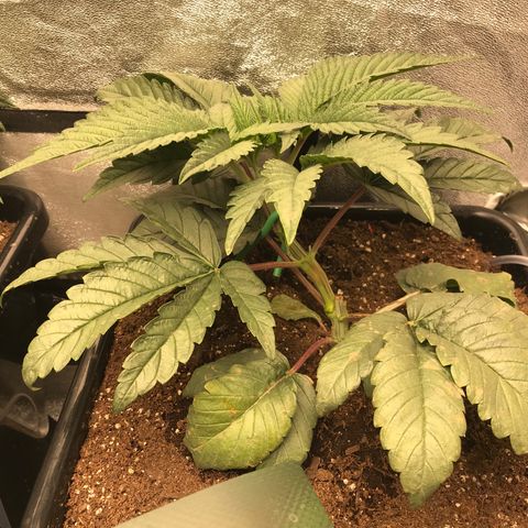  Bubba Kush 2.5 growlog timeline photo