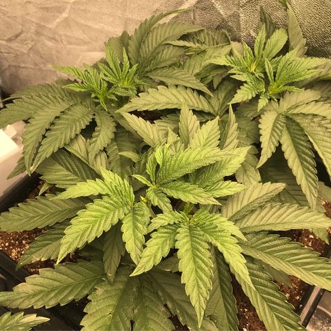 Bubba Kush 2.5 growlog timeline photo