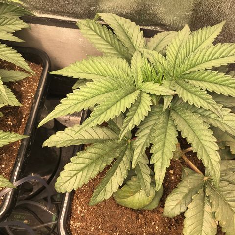  Bubba Kush 2.5 growlog timeline photo
