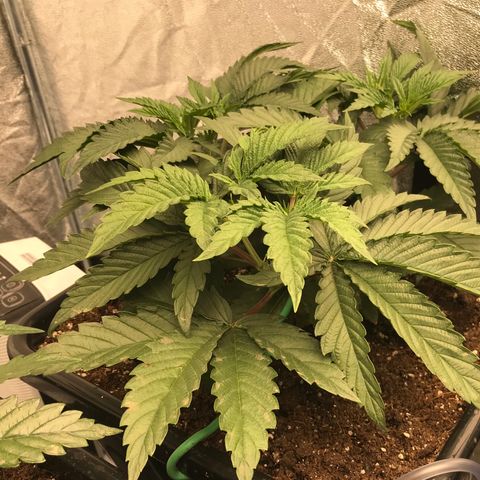  Bubba Kush 2.5 growlog timeline photo