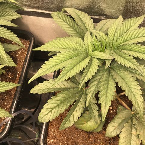  Bubba Kush 2.5 growlog timeline photo