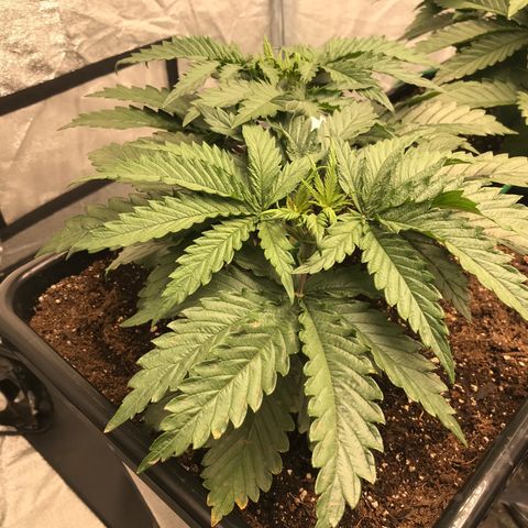 GrapeGod growlog timeline photo