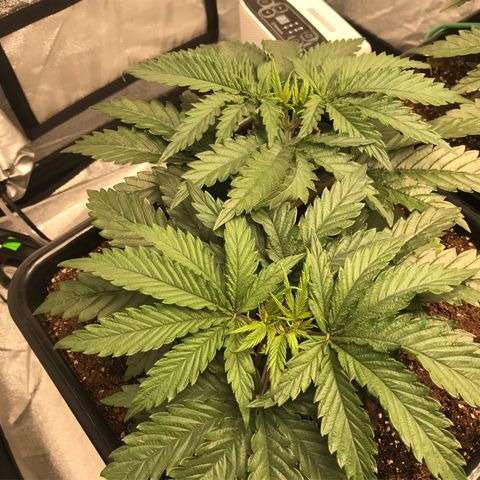 GrapeGod growlog timeline photo