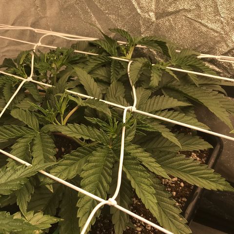  Bubba Kush 2.5 growlog timeline photo