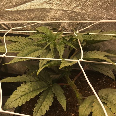  Bubba Kush 2.5 growlog timeline photo
