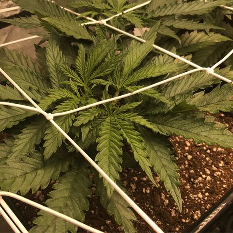 GrapeGod growlog timeline photo