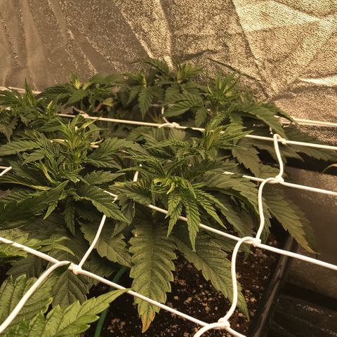  Bubba Kush 2.5 growlog timeline photo