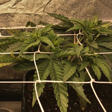  Bubba Kush 2.5 growlog timeline photo