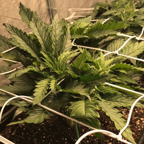 GrapeGod growlog timeline photo