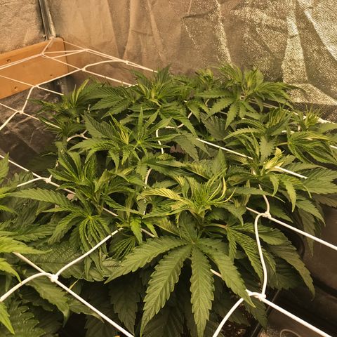 Bubba Kush 2.5 growlog photo: Thinking 1more week till 12/12