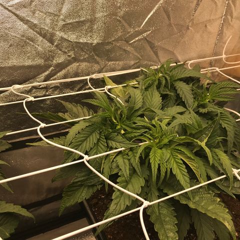  Bubba Kush 2.5 growlog photo: Thinking 1more week till 12/12