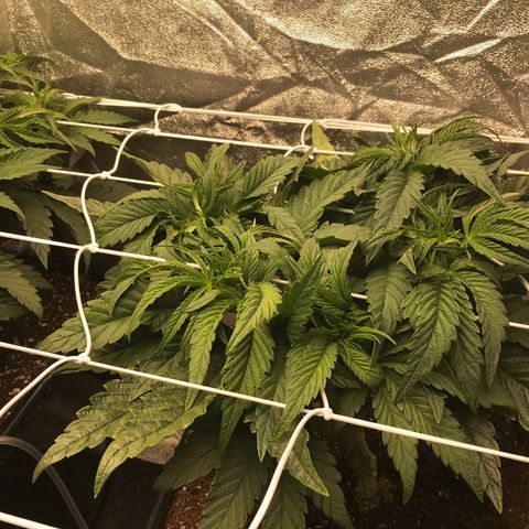  Bubba Kush 2.5 growlog photo: Thinking 1more week till 12/12