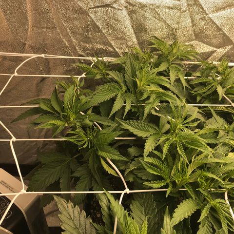  Bubba Kush 2.5 growlog photo: Thinking 1more week till 12/12