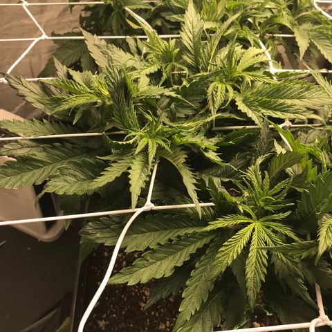 GrapeGod growlog photo: Thinking 1 more week till 12/12