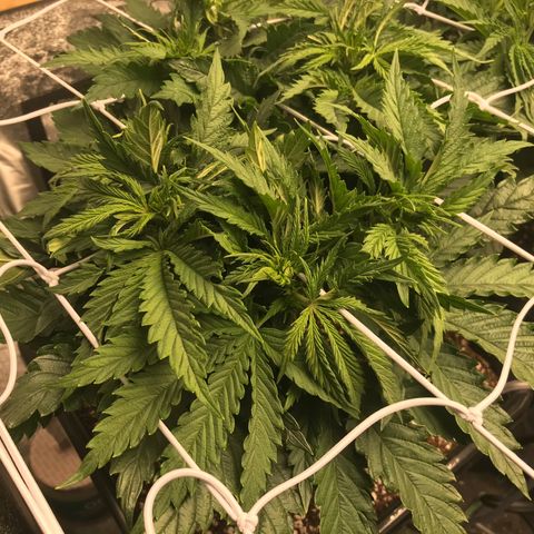GrapeGod growlog photo: Thinking 1 more week till 12/12