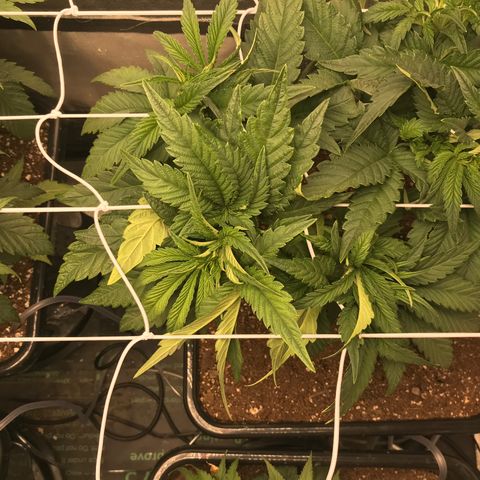  Bubba Kush 2.5 growlog timeline photo