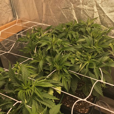  Bubba Kush 2.5 growlog timeline photo