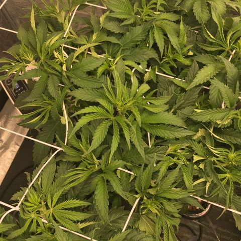  Bubba Kush 2.5 growlog timeline photo