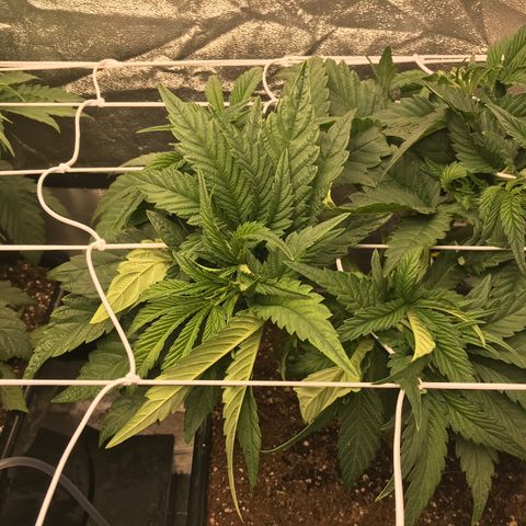  Bubba Kush 2.5 growlog timeline photo