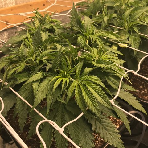 GrapeGod growlog timeline photo