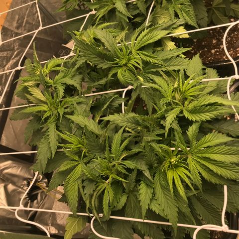 GrapeGod growlog timeline photo