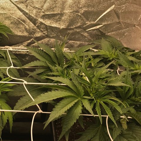 Bubba Kush 2.5 growlog timeline photo
