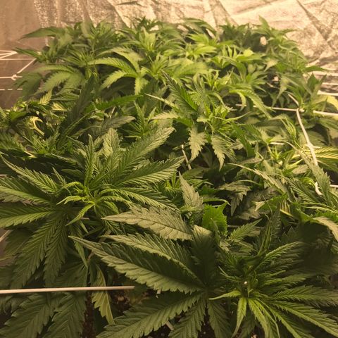  Bubba Kush 2.5 growlog timeline photo