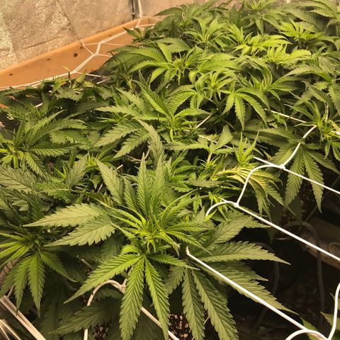  Bubba Kush 2.5 growlog timeline photo