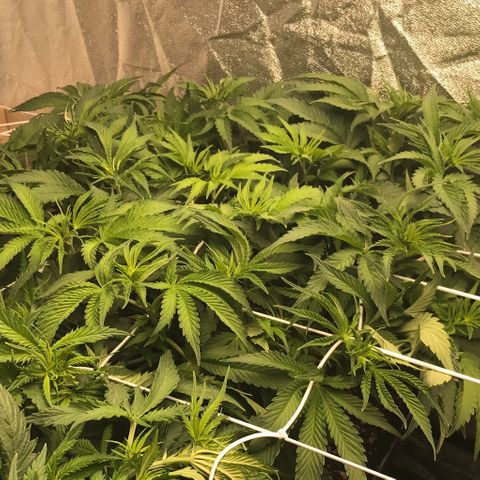  Bubba Kush 2.5 growlog timeline photo