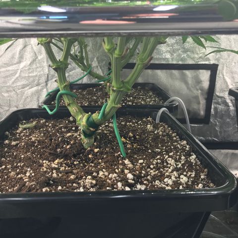 Bubba Kush 2.5 growlog timeline photo