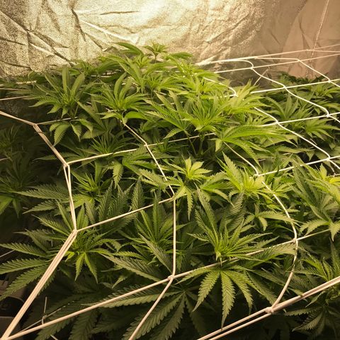  Bubba Kush 2.5 growlog timeline photo