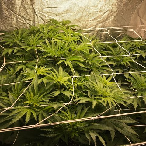  Bubba Kush 2.5 growlog timeline photo
