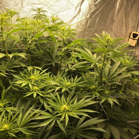  Bubba Kush 2.5 growlog timeline photo