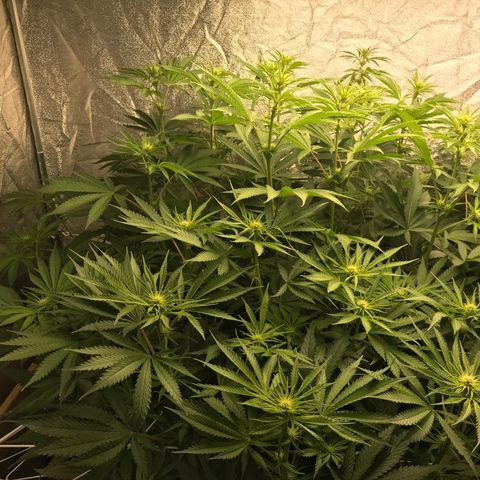  Bubba Kush 2.5 growlog timeline photo
