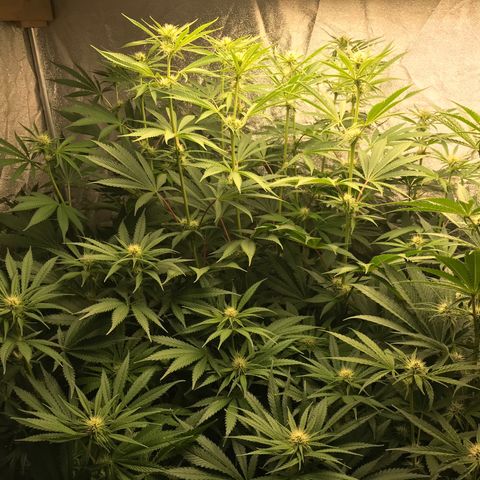  Bubba Kush 2.5 growlog photo: Week 4