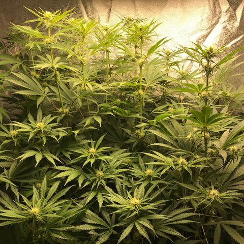  Bubba Kush 2.5 growlog photo: Week 4
