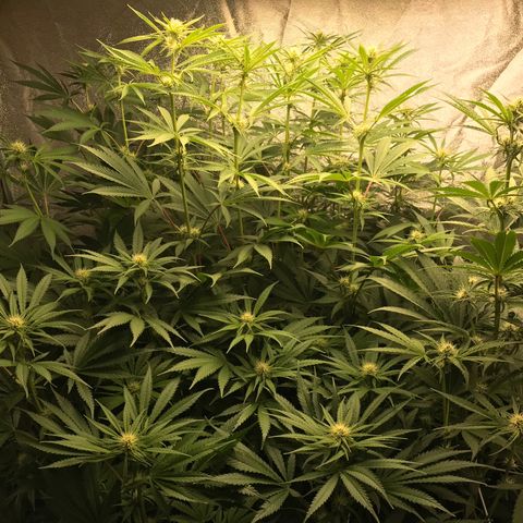  Bubba Kush 2.5 growlog photo: Week 4