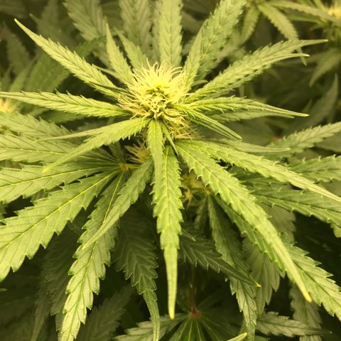  Bubba Kush 2.5 growlog timeline photo