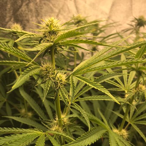  Bubba Kush 2.5 growlog timeline photo