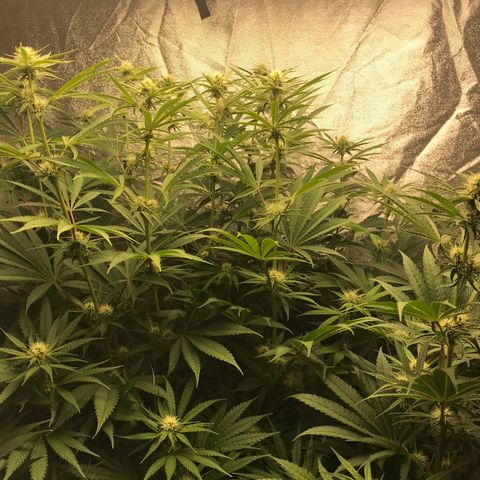  Bubba Kush 2.5 growlog timeline photo