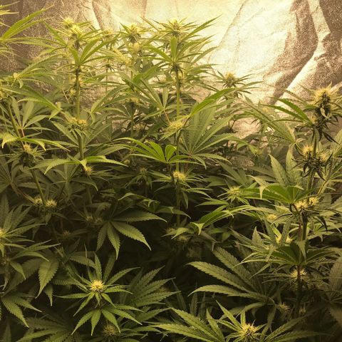  Bubba Kush 2.5 growlog timeline photo